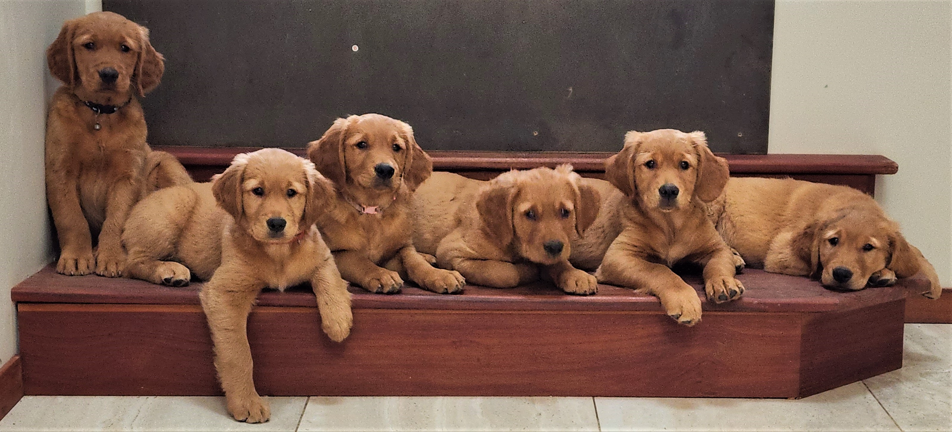Golden retriever puppies on a step — HomeCall Vets